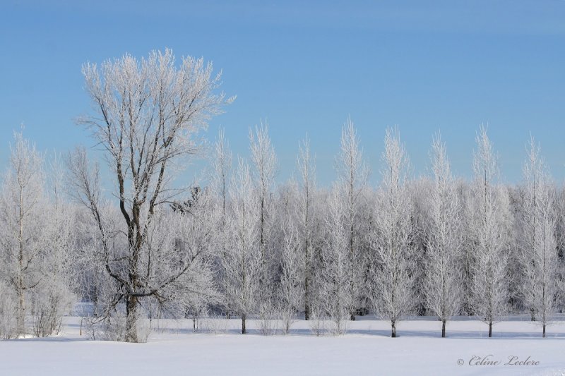 Paysage givr_1471 - Frosty landscape