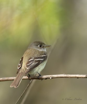 Moucherolle_Y3A9425 - Flycatcher