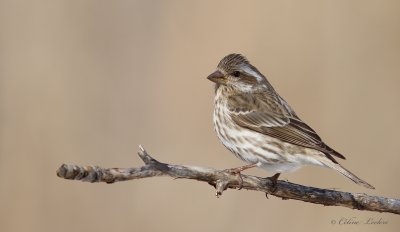 Roselin pourpr_Y3A4208 - Purple Finch