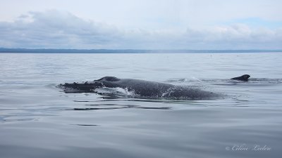Baleine  bosse_1309 - humpback whale