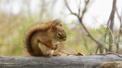 cureuil roux_Y3A8718 - Red Squirrel 