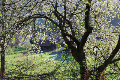 Around Bucovina