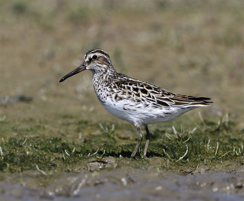 Broad-billed sandpiper Foteviken May 0987.jpg