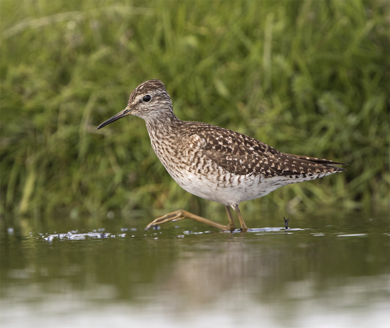 Wood sandpiper 4920 Foteviken Adult June.jpg