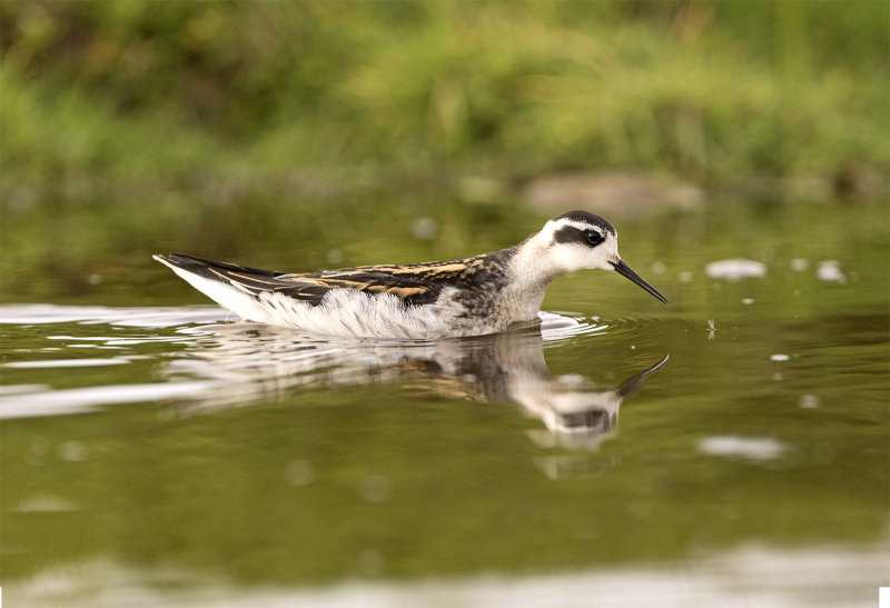Red-necked phalarope juvenile August3181 1600pix.jpg