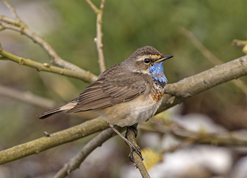 Bluethroat Adult male 1442 Smygedungen May.jpg