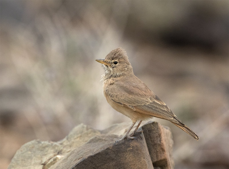 Desert lark North Ifly Morocco March  3371.jpg
