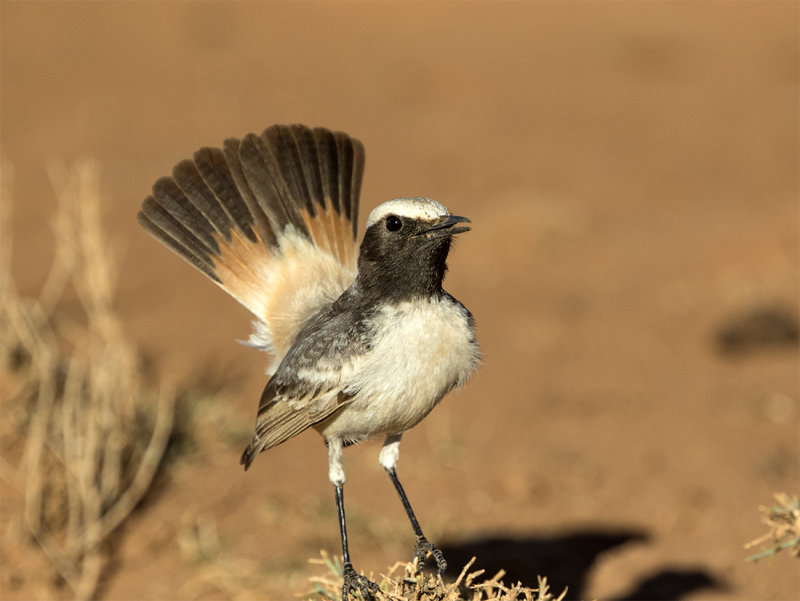 Red-rumped wheatear male 3615 Tazenakht March.jpg