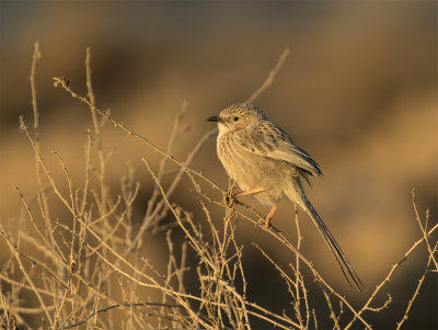Afghan babbler south Mazrae seh 0037.jpg