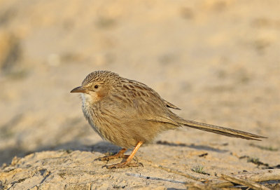 Afghan babler west Shustar 6064.jpg