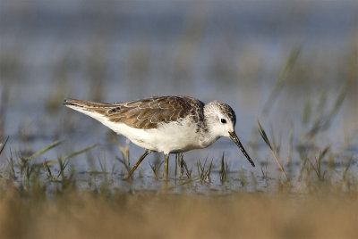 Marsh sandpiper 7102 Tavahe February.jpg