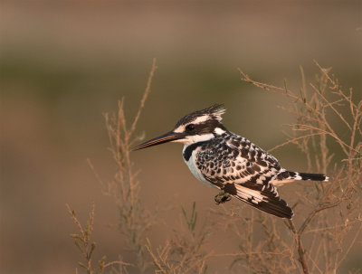 Pied kingfisher Tahave February.jpg
