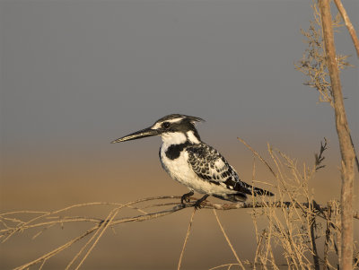 Pied kingfisher Tahave February .jpg