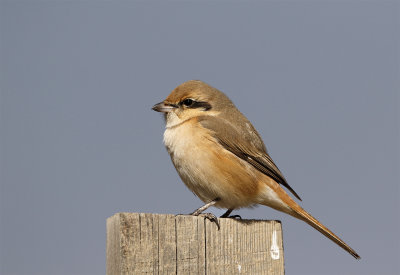 Daurian shrike male Helveh feb 5263 1400pix.jpg