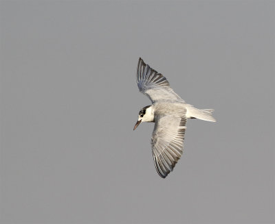 Whiskered tern 7653 Shadegan February.jpg