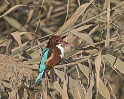 White-throated kingfisher Mazrae seh February.jpg