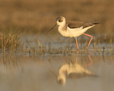 Black-winged stilt 9824 Tavahe February.jpg