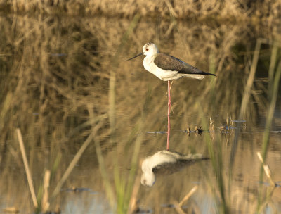 Black-winged stilt Mazrae seh February.jpg