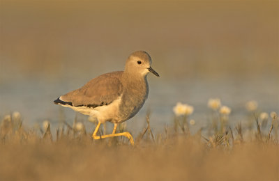 White-tailed plover 9867 Tavahe feb.jpg