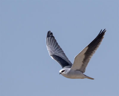 Black-winged kite south Mazrae seh feb.jpg