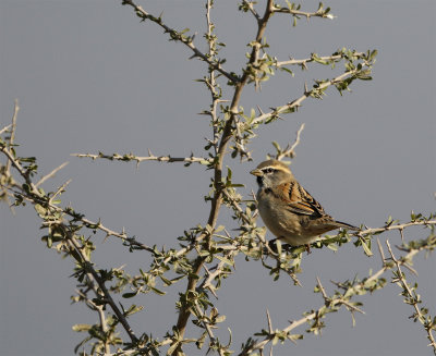 Dead sea sparrow male Mazrae seh feb 8453.jpg