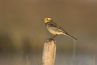 Citrine wagtail February Tavahe.jpg