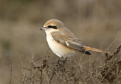 Daurian shrike male February Sade Shavar.jpg