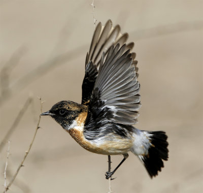 Siberian stonechat ssp variegatus male Helveh February 5213.jpg