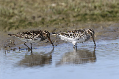 Broad-billed sandpiper 0503 Foteviken May.jpg