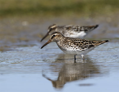 Broad-billed sandpiper 1004 Foteviken May.jpg