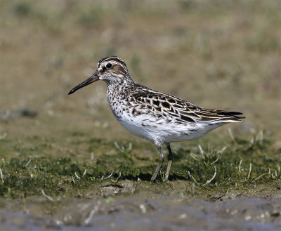 Broad-billed sandpiper Foteviken May 0987.jpg