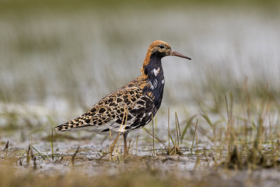 Ruff Adult male May 2771 Smygehuk.jpg