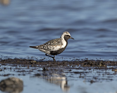 Grey plover Adult August 7468 Stavsten.jpg