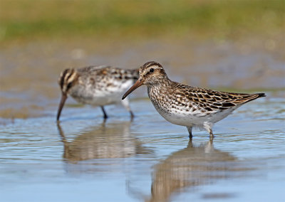 Broad-billed sandpiper Foteviken May 1007.jpg