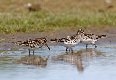 Broad-billed sandpiper Foteviken May 0819.jpg