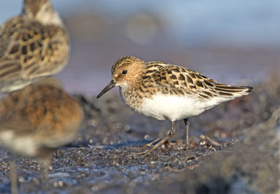 Little stint Adult juli Stavsten 0488.jpg