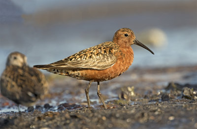 Curlew sandpiper Trelleborg July 9992 Stavsten.jpg