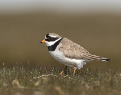 Ringed plover Eskilstorp maj 0676 17cm.jpg