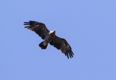 Lesser spotted eagle August 8008 Gärdslöv.jpg