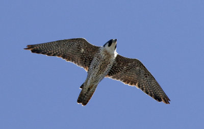 Peregrine 2nd c.y.Kanalen Falsterbo September.jpg