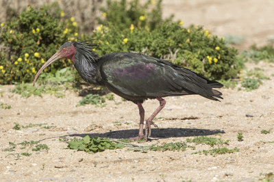 Bald ibis 4758 Tamri Adult March.jpg