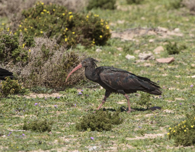 Bald ibis 4563 Tamri 2nd c.y. March.jpg