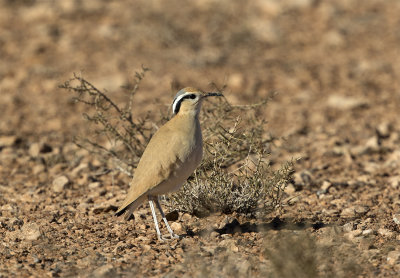 Cream-coloured courser 9273 Boumalne Morocco March.jpg