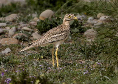 Stone curlew Tamri Morocco March 4941.jpg