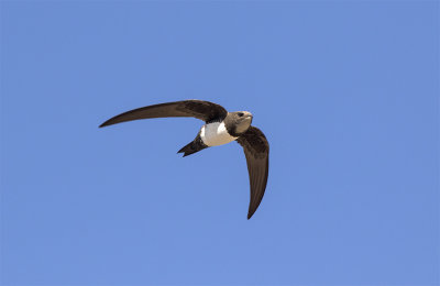 Alpine swift Oued Massa Morocco March 5435.jpg