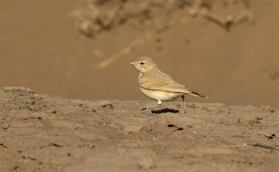 Bar-tailed desert lark M'Hamid Morocco March.jpg