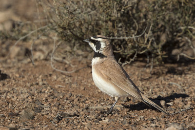 Temmincks horned lark Boumalne Morocco March.jpg