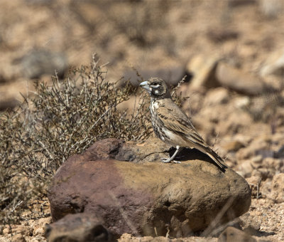 Thick-billed lark Tazenakht Morocco March 3868.jpg