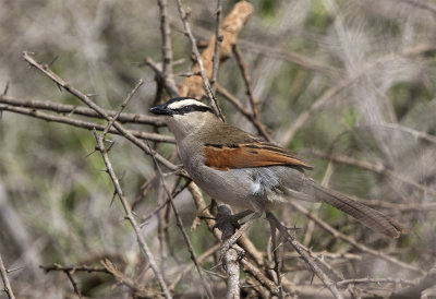 Black-crowned Tchagra Sous Valley Morocco March.jpg
