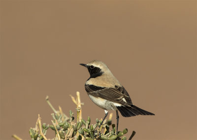 Desert wheatear first summer male M'Hamid Morocco March 0225.jpg